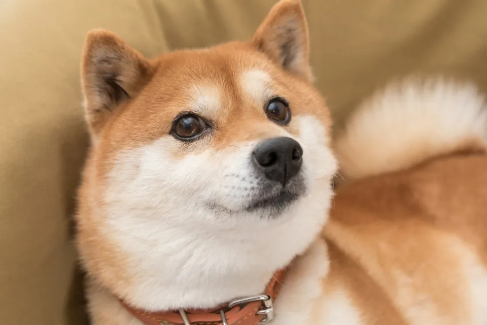 Why Dogecoin Is Gaining Today